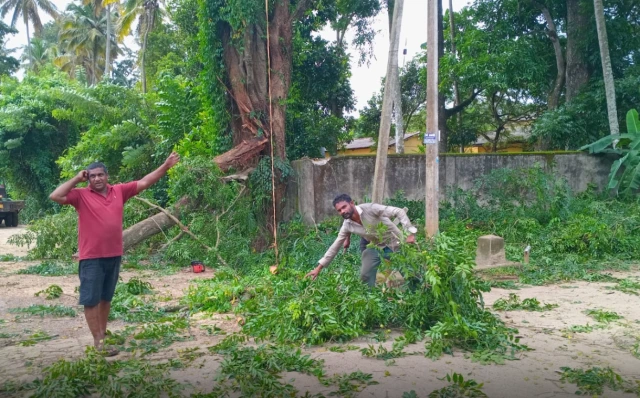 கம்பளையில் மரம் முறிவு: போக்குவரத்து பாதிப்பு - மக்கள் விடுத்த கோரிக்கை